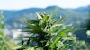 Outdoor Flower
