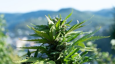Outdoor Flower