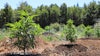 Outdoorfarm