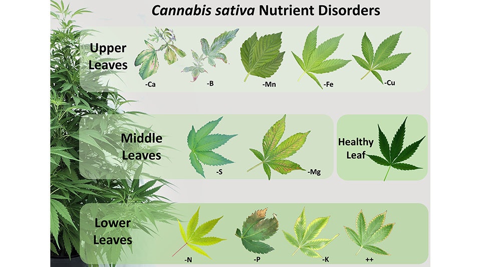 How to Troubleshoot Cannabis Nutrient Disorders | Cannabis ...