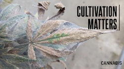 Figure 6: Spider mite damage can imitate drought stress when populations increase.