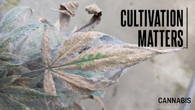 Figure 6: Spider mite damage can imitate drought stress when populations increase.