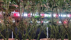 Echo Creek Farm used Fluence VYNE lights in its greenhouse production in upstate New York.