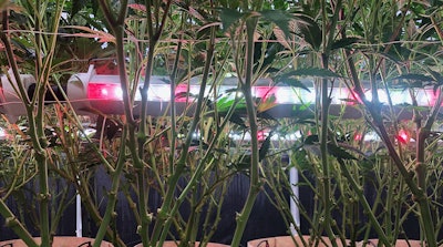 Echo Creek Farm used Fluence VYNE lights in its greenhouse production in upstate New York.