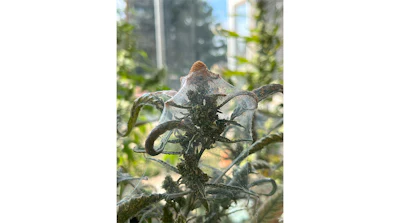 Fig 7 Spider Mite Webbing