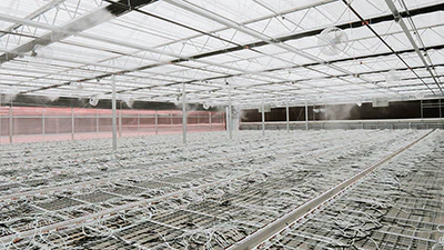 Greenhorizons Smaller Stateoftheart Cultivationgrow Small