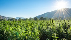 Hempfarmore Sunrise