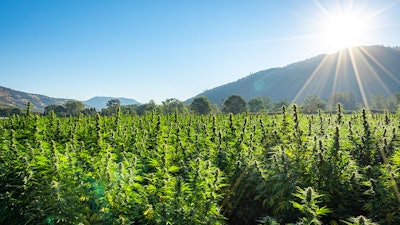 Hempfarmore Sunrise