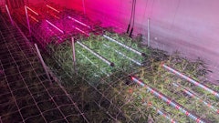 Intercanopy lighting trials at Texas Original.