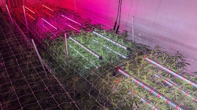 Intercanopy lighting trials at Texas Original.