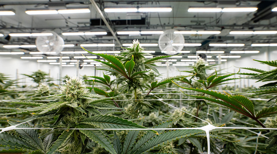 LightSky, which has worked with Fluence for six years, installed the company&rsquo;s VYNE lights to trial two different intercanopy lighting concepts.