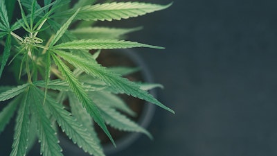 Nh Mj plant