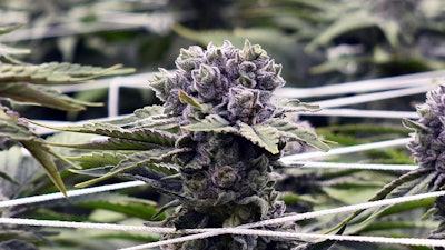 Medical cannabis flower at Verano's Canton, Ohio, cultivation facility in May 2024.