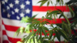 American Weed