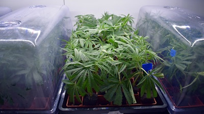 Cannabis clones at an Ohio cultivation facility.