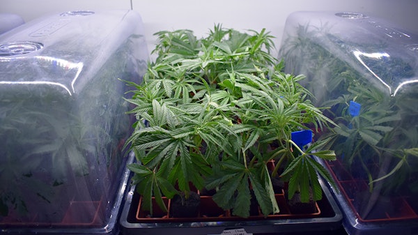 Cannabis clones at an Ohio cultivation facility.