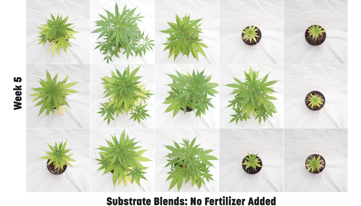 Cultivating Cannabis With Pre-Charged Substrates: What You Need to Know |  Cannabis Business Times