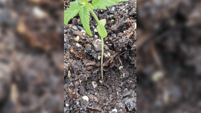 Figure 1. Excessive substrate electrical conductivity levels can result in girdling of the young transplant.