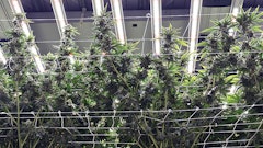 Cannabis plants at an Ohio cultivation facility.