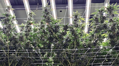 Cannabis plants at an Ohio cultivation facility.