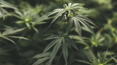 Kentucky Weed