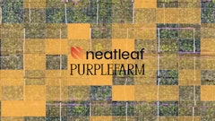 Neatleaf purplefarm