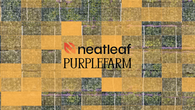 Neatleaf purplefarm