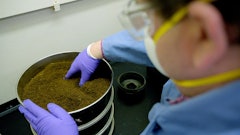 NIST chemist Brent Wilson passes ground hemp through a sieve to produce a reference material with a consistent particle size.