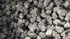 Dried and trimmed medical cannabis flower at an Ohio cultivation facility.