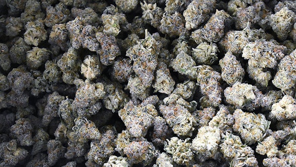 Dried and trimmed medical cannabis flower at an Ohio cultivation facility.