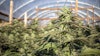 Colorado Hoophouse