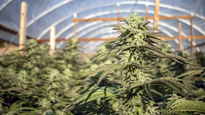 Colorado Hoophouse
