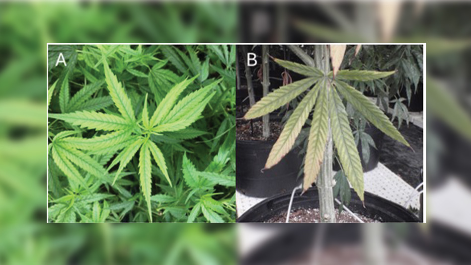 Luxury uptake can result in nutrient antagonism. For example, high phosphorus can result in iron deficiency (A), and high calcium can result in magnesium deficiency (B) even when adequate fertility is available.