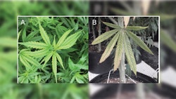 Luxury uptake can result in nutrient antagonism. For example, high phosphorus can result in iron deficiency (A), and high calcium can result in magnesium deficiency (B) even when adequate fertility is available.