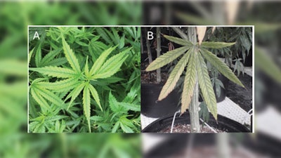 Luxury uptake can result in nutrient antagonism. For example, high phosphorus can result in iron deficiency (A), and high calcium can result in magnesium deficiency (B) even when adequate fertility is available.