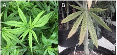 Cultivationmattersfig3