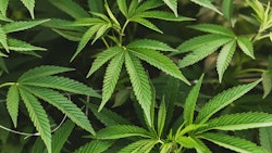 Cannabis Plants
