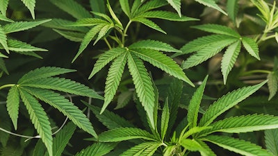 Cannabis Plants