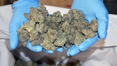 Dried cannabis flower at an Ohio cultivation facility.