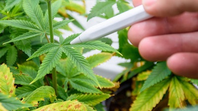 Tokyo Marijuanaleaf