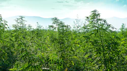 Hemp Horizon