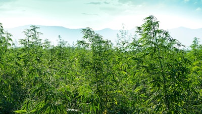 Hemp Horizon