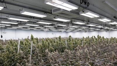 For an apples-to-apples comparison, lighting plans must accurately represent your cultivation space. Walls and other surfaces still absorb photons in the PAR (Photosynthetic Active Radiation) range.