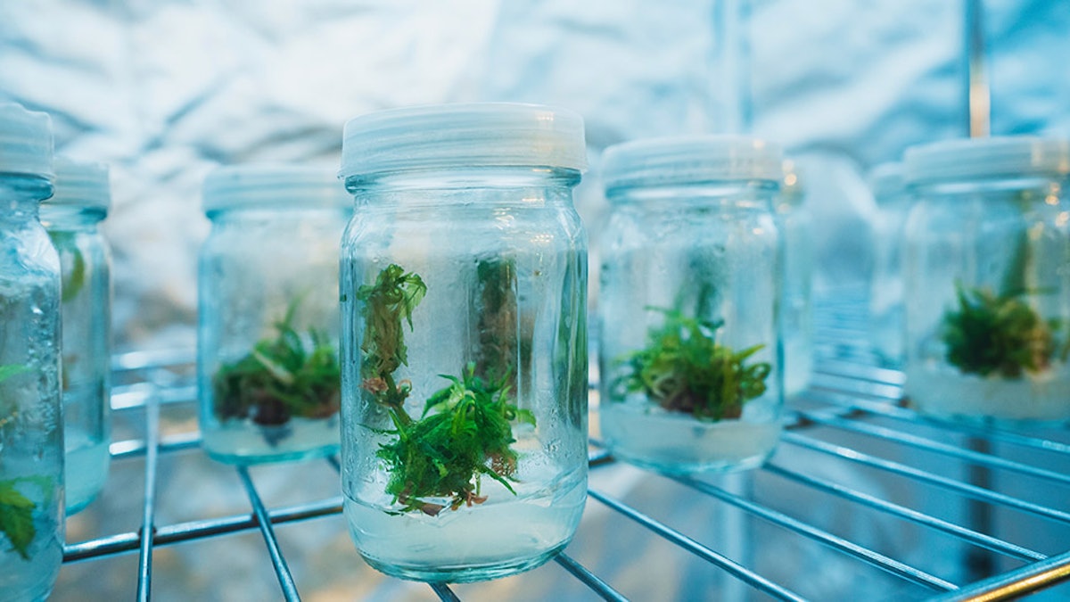 Conception Nurseries Publishes White Paper Detailing Methods for Using