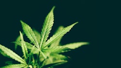 Arkansas Mjleaves