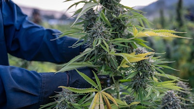 California Mj