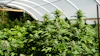 Cannabis Hoophouse