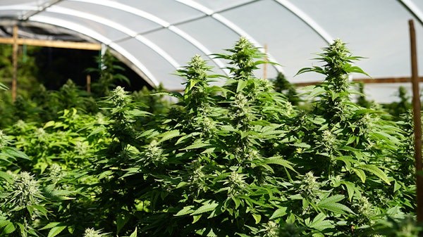 Cannabis Hoophouse