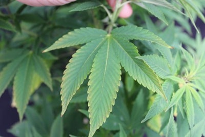 Figure 1. This six-week-old Cannabis sativa ‘BaOx’ plant received 0.0 ppm K fertility. The leaflet margins developed a yellowing, which progressed inward toward the midrib.