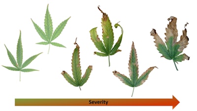 Figure 2. This composite photo shows the deficiency symptom progression of recently matured leaves from a Cannabis sativa ‘BaOx’ plant receiving 0.0 ppm K fertility. The leaflet margins developed a yellowing, which progressed inward toward the midrib, and eventually became necrotic.